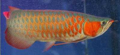 Gambar Ikan Arwana papaya red
