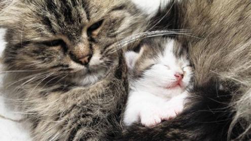 Котенок и кошка - С мамой тепло и уютно