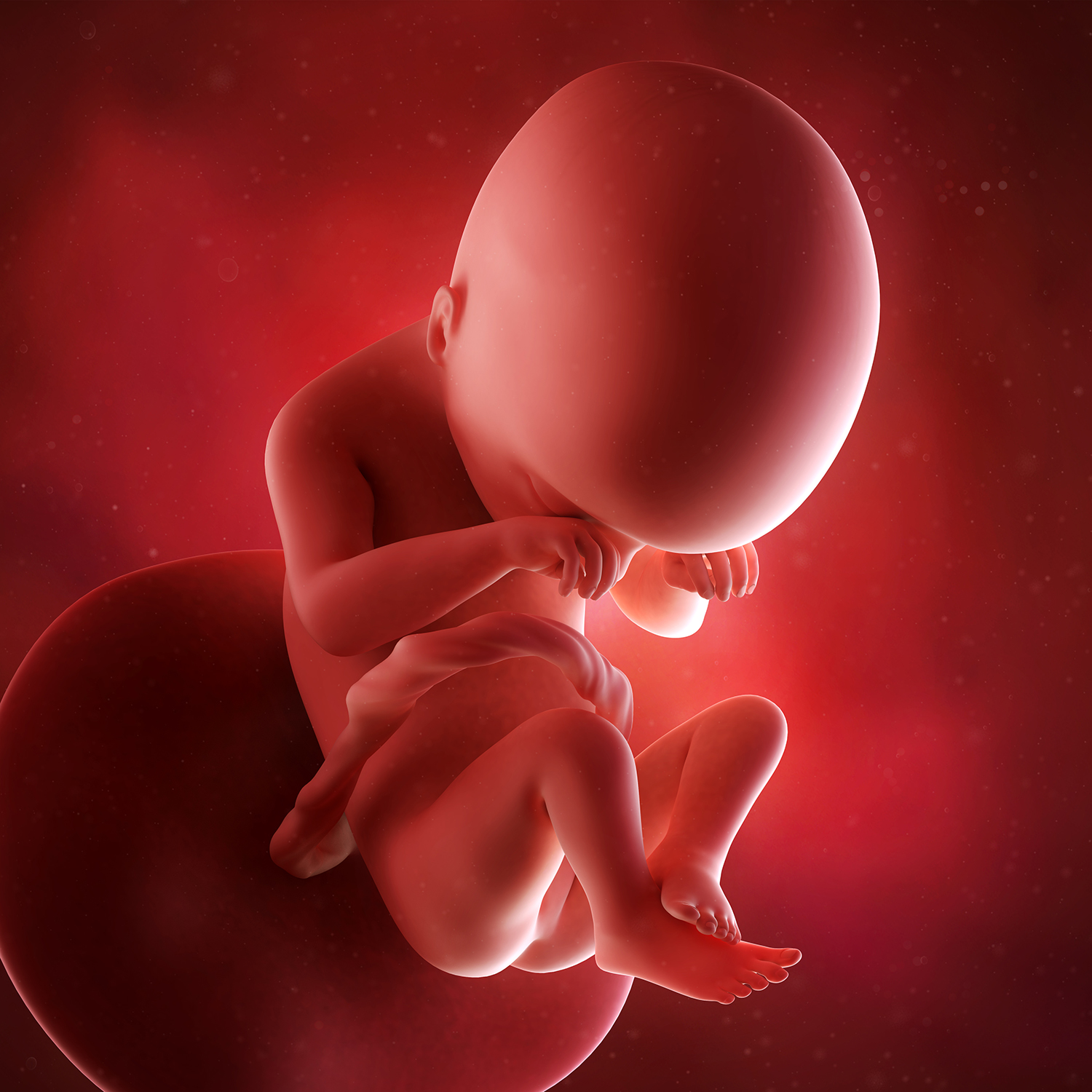 Внутриутробная жизнь ребенка