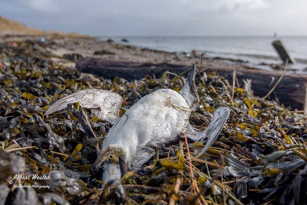 FOTOS: Muerte masiva de aves marinas preocupa a científicos. FOTOS: Muerte masiva de aves marinas preocupa a científicos.