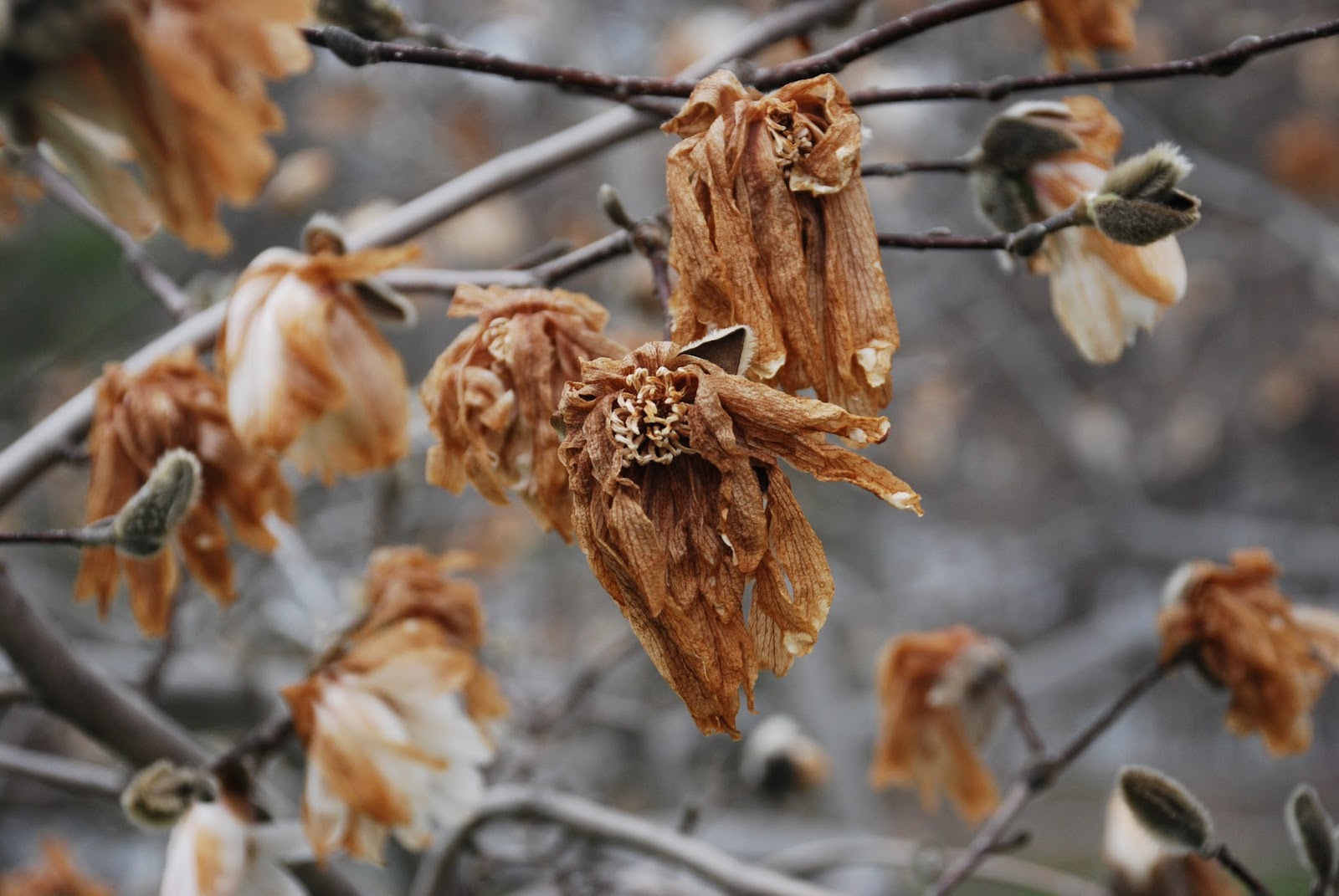 Climate change research in partnership with Thoreau Late spring frost