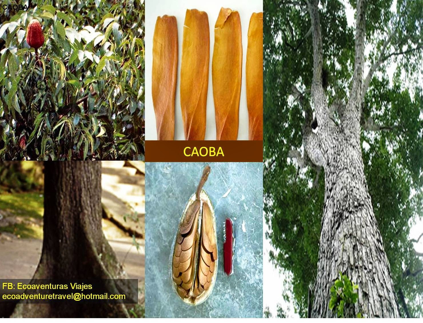 ECOAVENTURAS Y VIAJES CAOBA ECOAVENTURAS Y VIAJES CAOBA