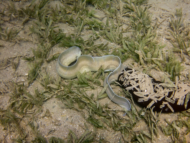 Aqaba Scuba Diving 45