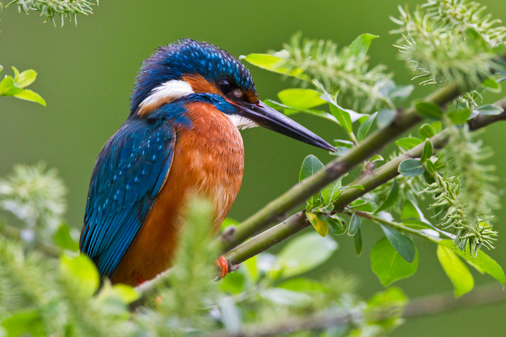 The Kingfisher Bird Beauty Of Bird The Kingfisher Bird Beauty Of Bird