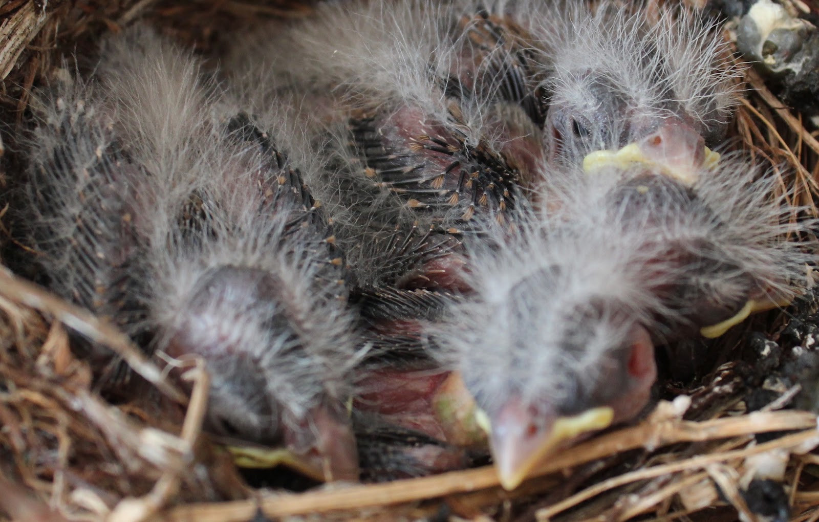 Our Finch Eggs Have Hatched! Setting for Four