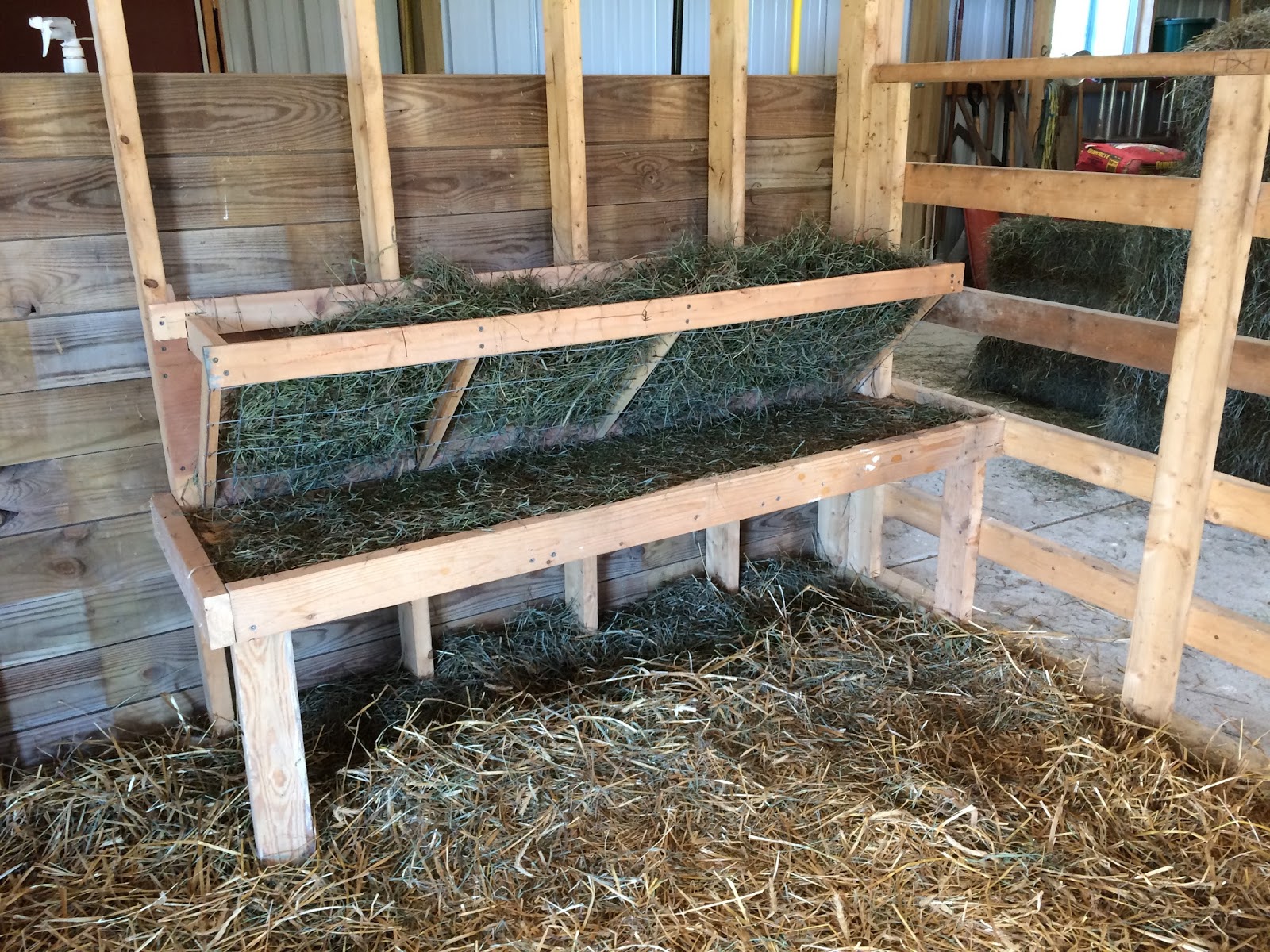 Alpacas in the Field The New Crias!