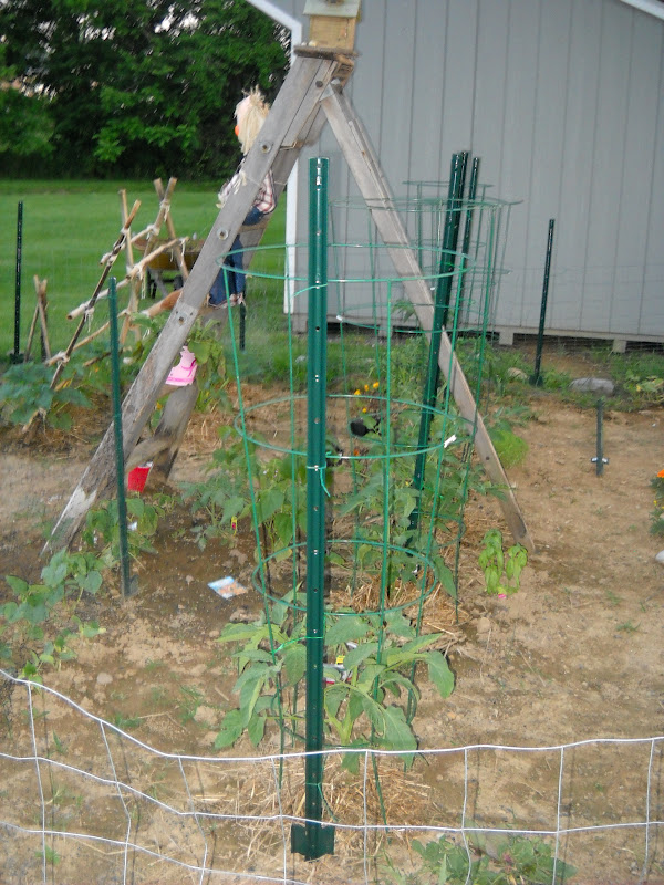 A Diva's Garden Staking Indeterminate Tomatoes