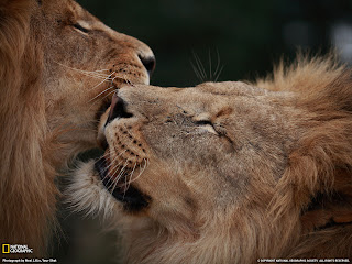 +lions+kissing+malelions+beautiful+african+savannah+big+five+big+cats ...