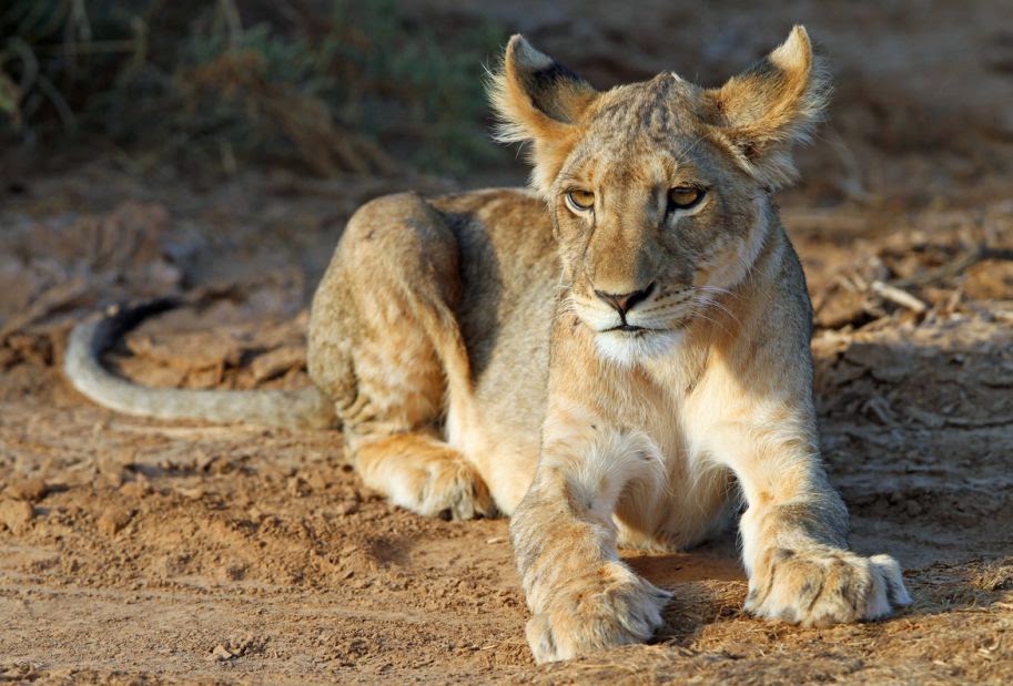 Incredible Examples Of Wildlife Photography incredible-examples-of-wildlife-photography