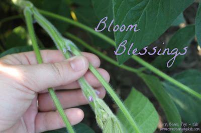 Corn, Beans, Pigs & Kids - Bloom Blessing in the New Year