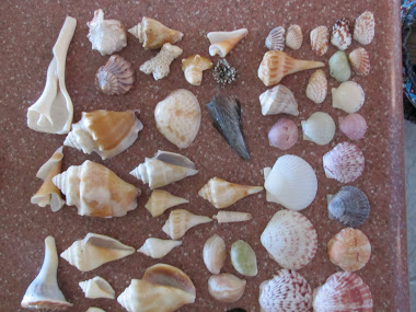 Seashells We Found on Sanibel Island, Florida