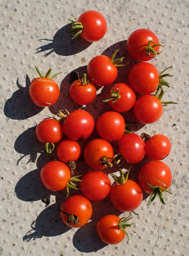 My Secret Garden Tomato Love!!