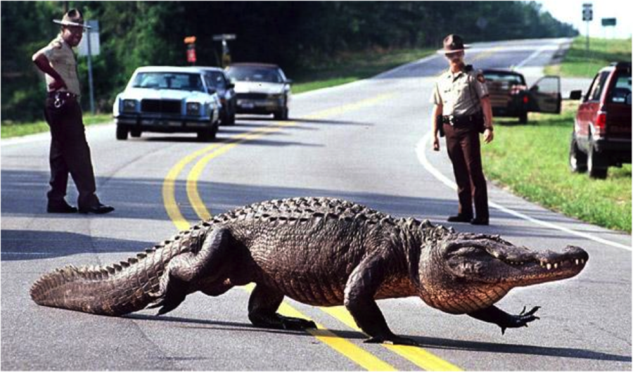 90 Miles From Tyranny Florida Alligator Assists In Capturing A Car Thief