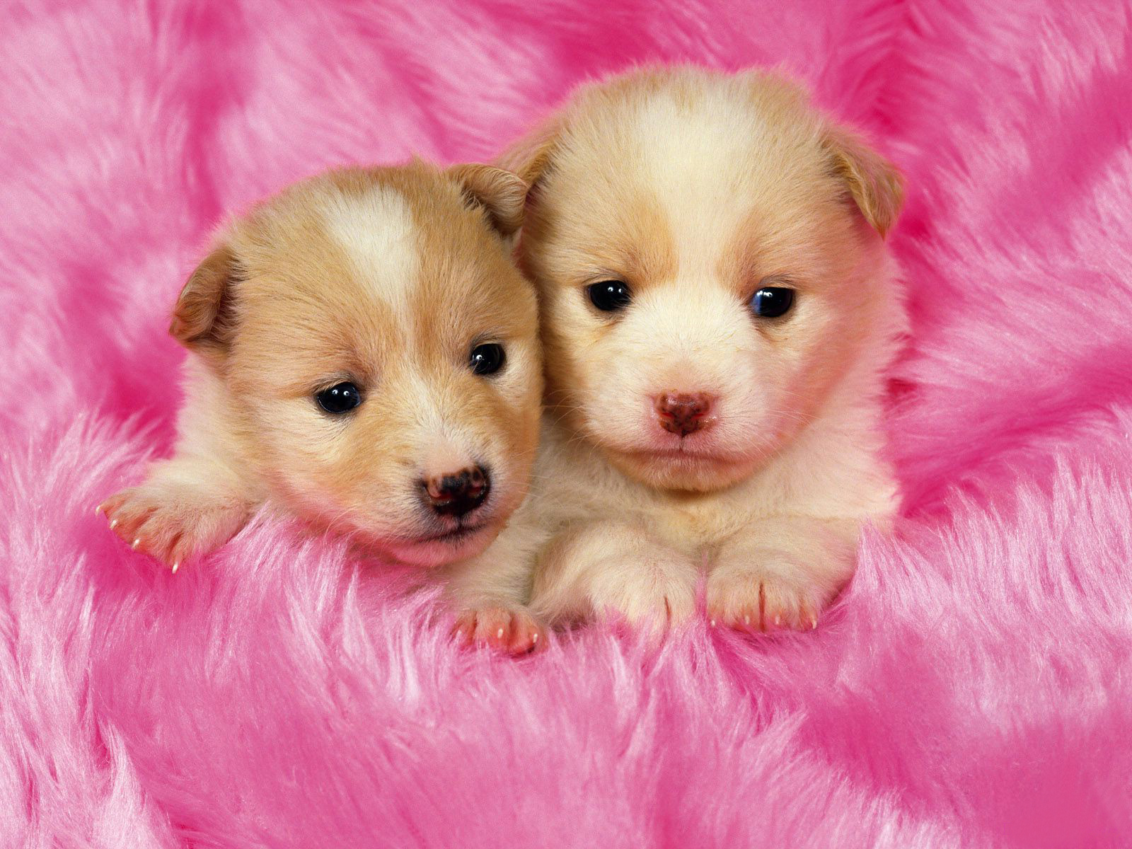 Про розовых собак. Красивые щенки. Милые собачки. Красивые собаки. Щенки милашки.