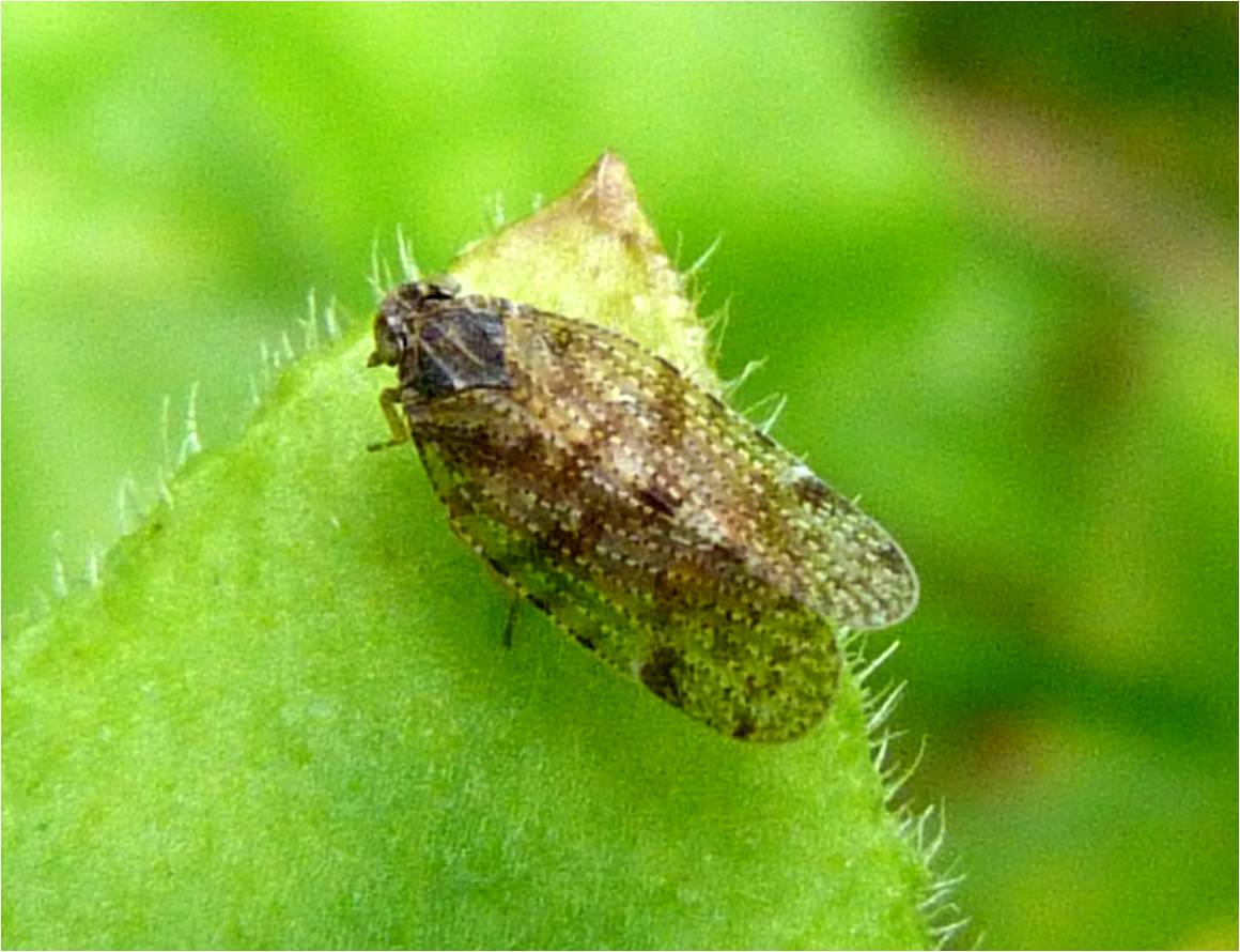 Scotland Insects Insects of Scotland: True Bugs