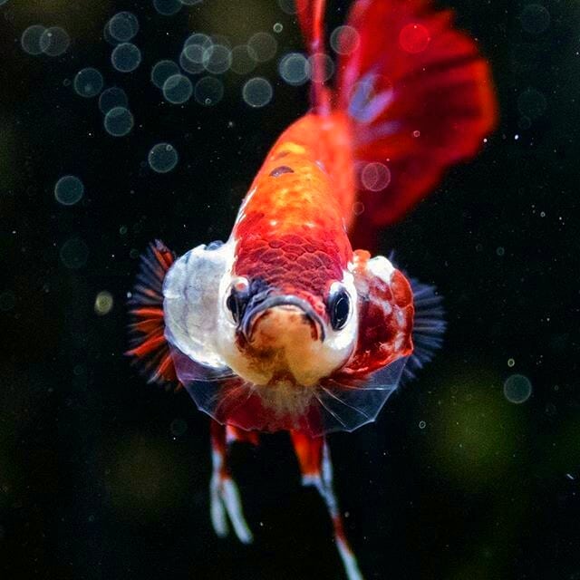 Wallpaper Ikan Cupang - Ikan Cupang Hias Koi Plakat Fancy ...