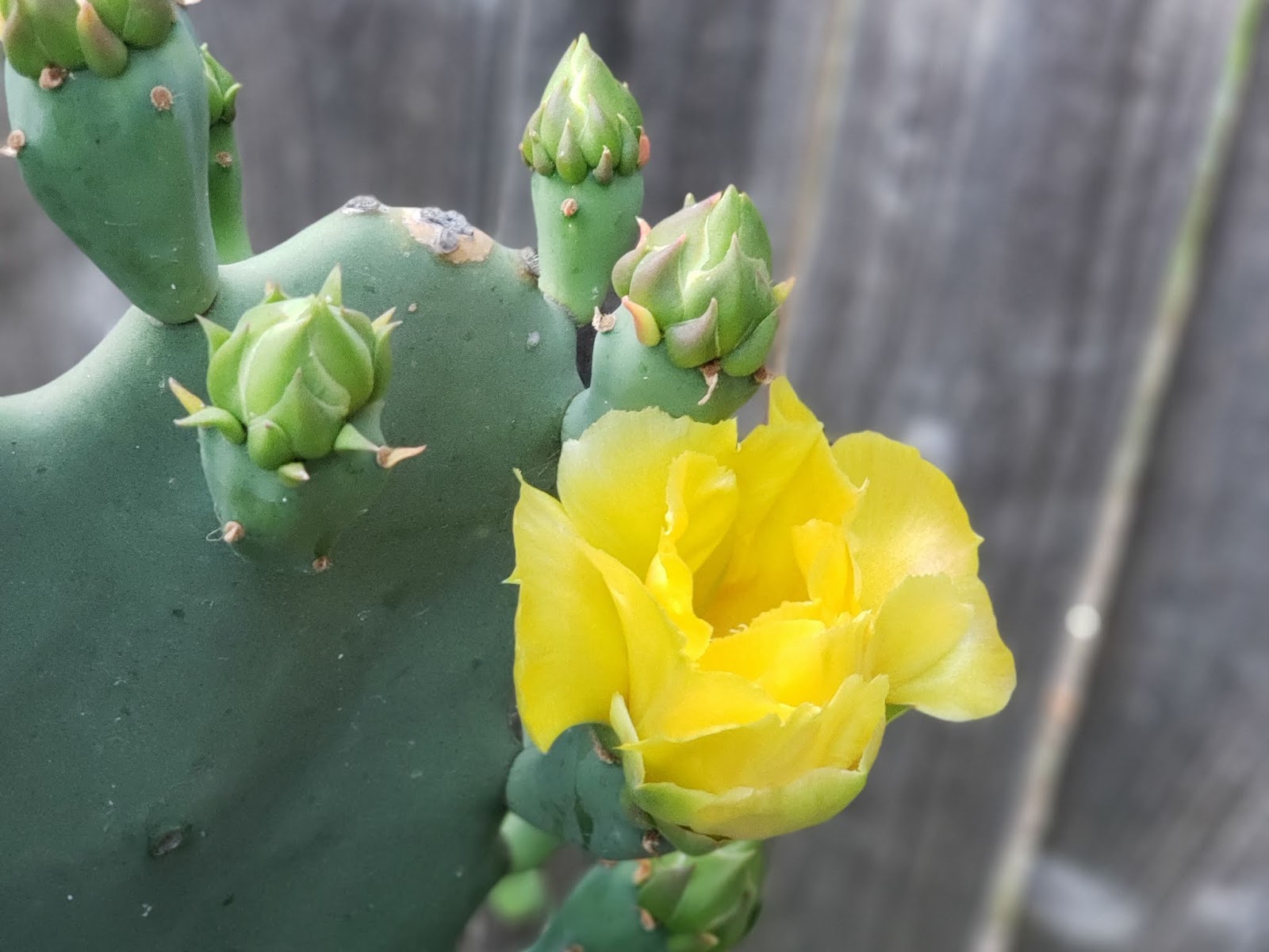 Yellow Cactus Flower