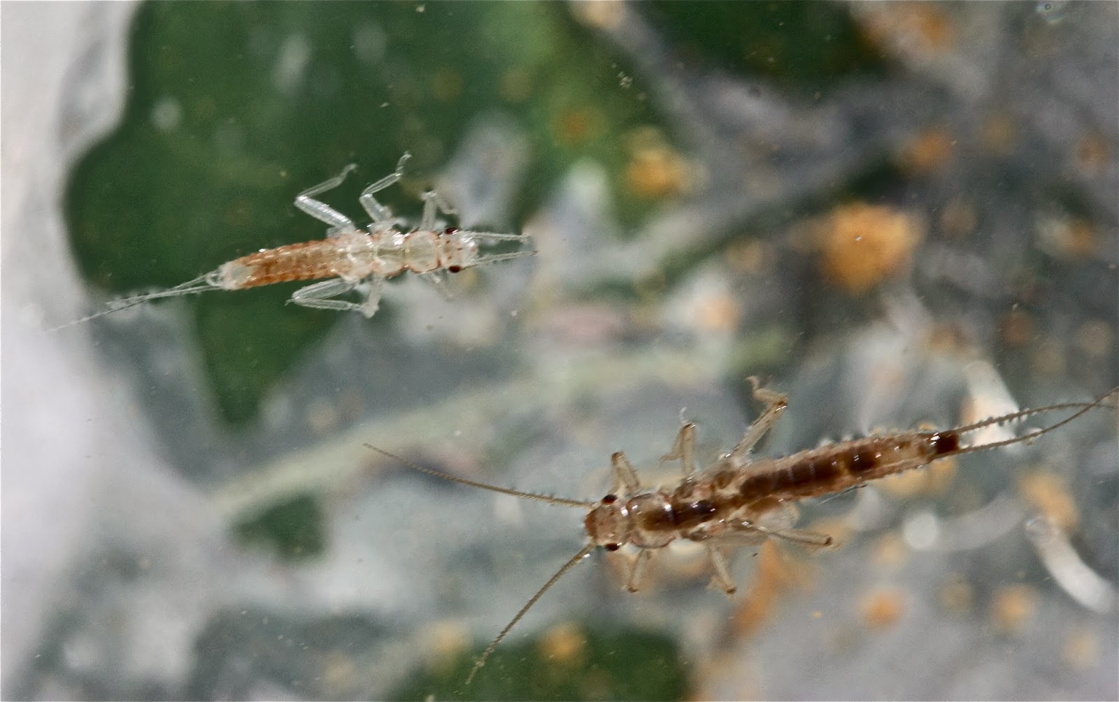 Aquatic Insects of Central Virginia: October 2013