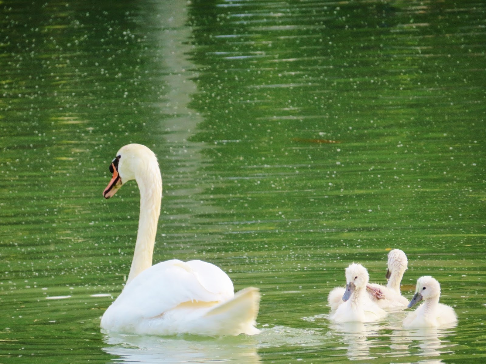 Let Your Light Shine The Baby Swans