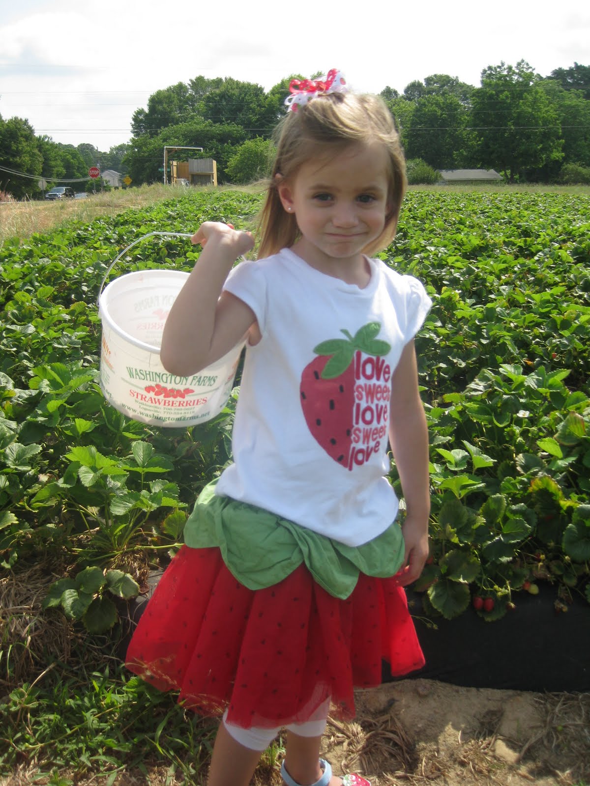 Knight and Day Strawberry Picking at Washington Farms