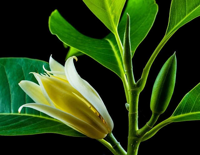 Dunia inovasi: Contoh FLORA dan FAUNA langkah beserta FOTONYA yang ada