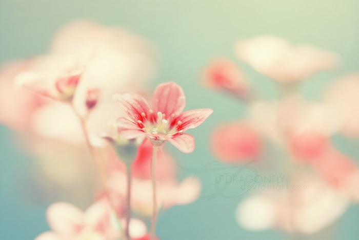 My PhotoScape: Wallpapers: Flores