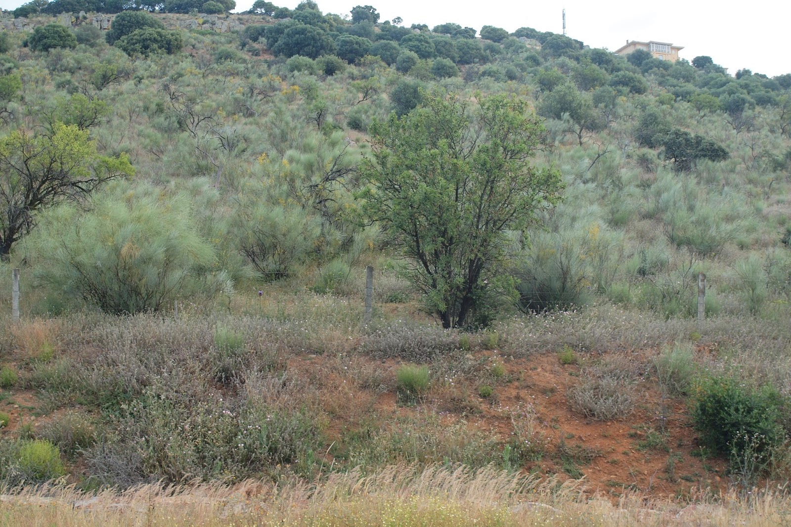 GEOLOGÍAS DE EXTREMADURA Reptación en la ladera del Quinto Cecilio