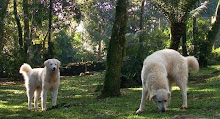 kuvasz - Reservas abertas para próxima ninhada