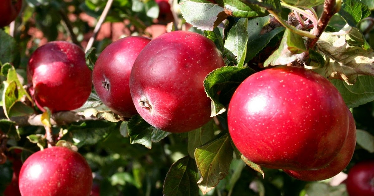 Яблоня красное раннее описание сорта фото