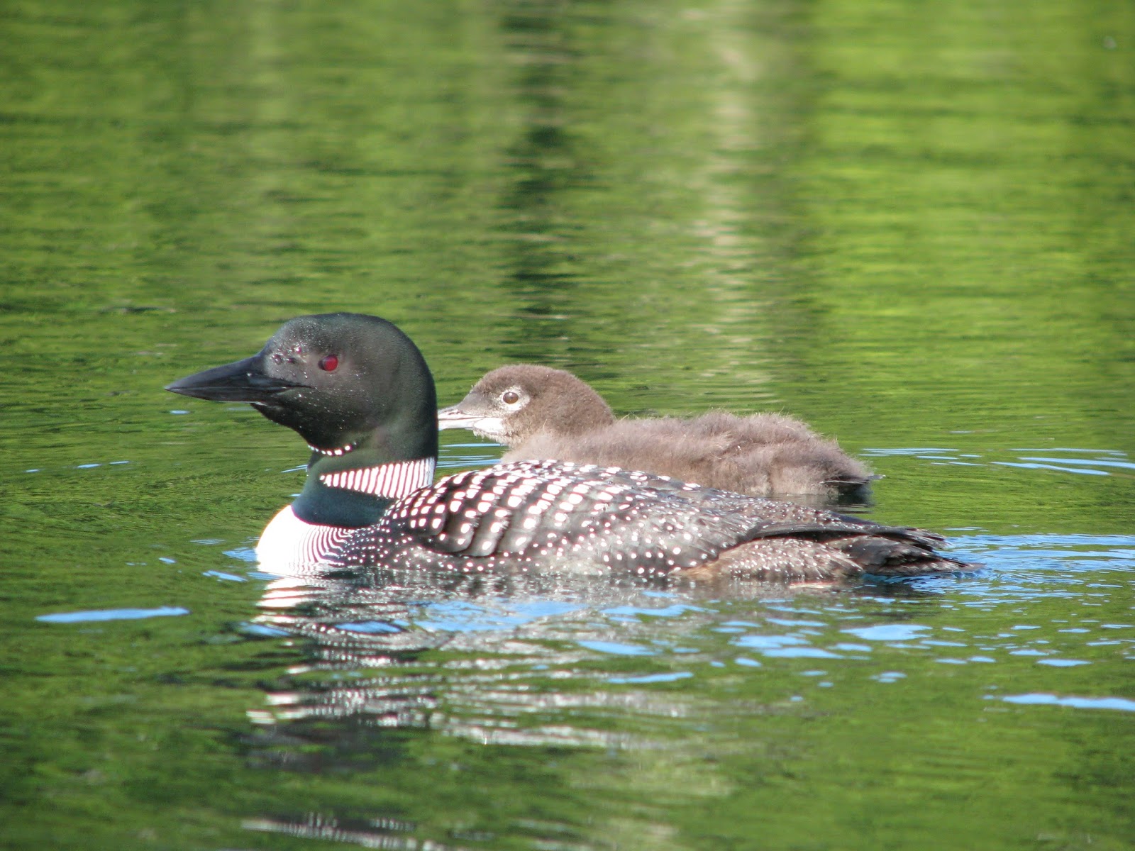 Squam Lakes Natural Science Center Blog Loons on Squam