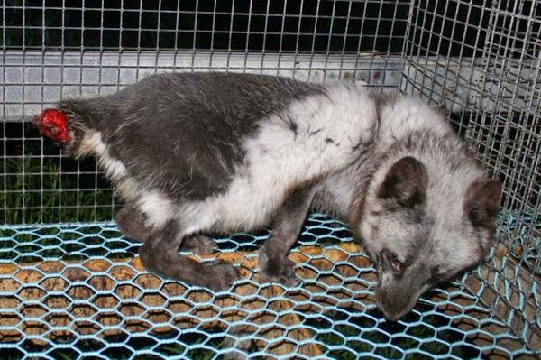 How Are Dogs Treated In Finland How Are Dogs Treated In Finland