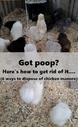 chicken coop dispose ways bedding chickens designs litter poop plans building diy rid coup muranochickenfarm farm backyard run keep urban