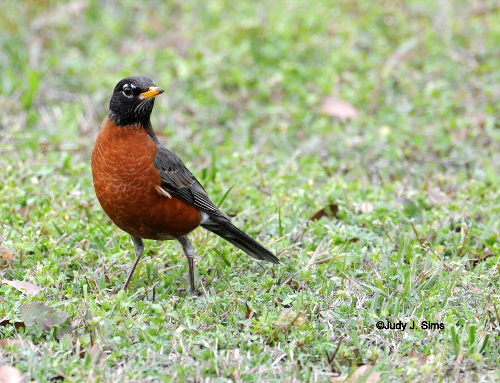 East Texas Birder on The Move American Robins
