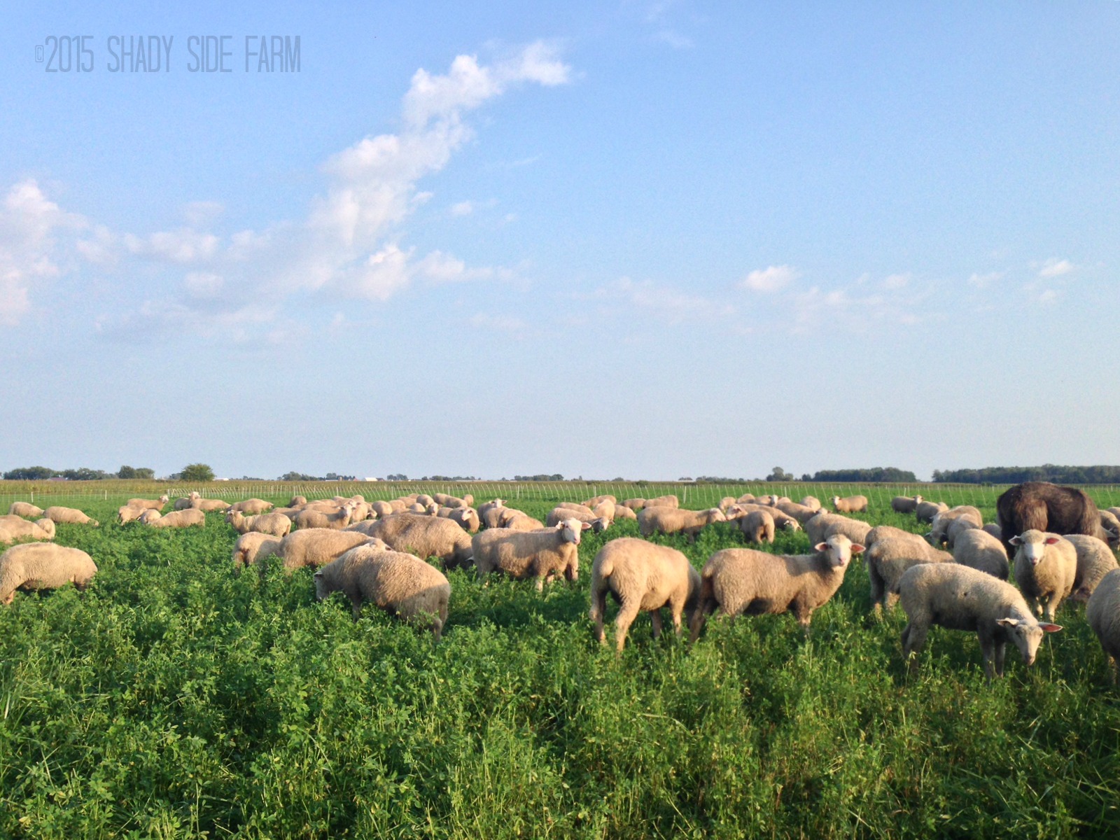 Freezer Lamb for Sale