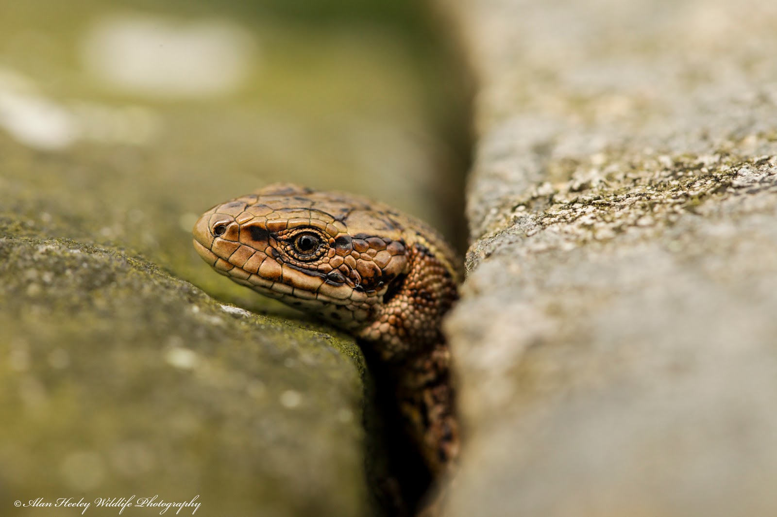 Alan Heeley Wildlife Photography: Common Lizard