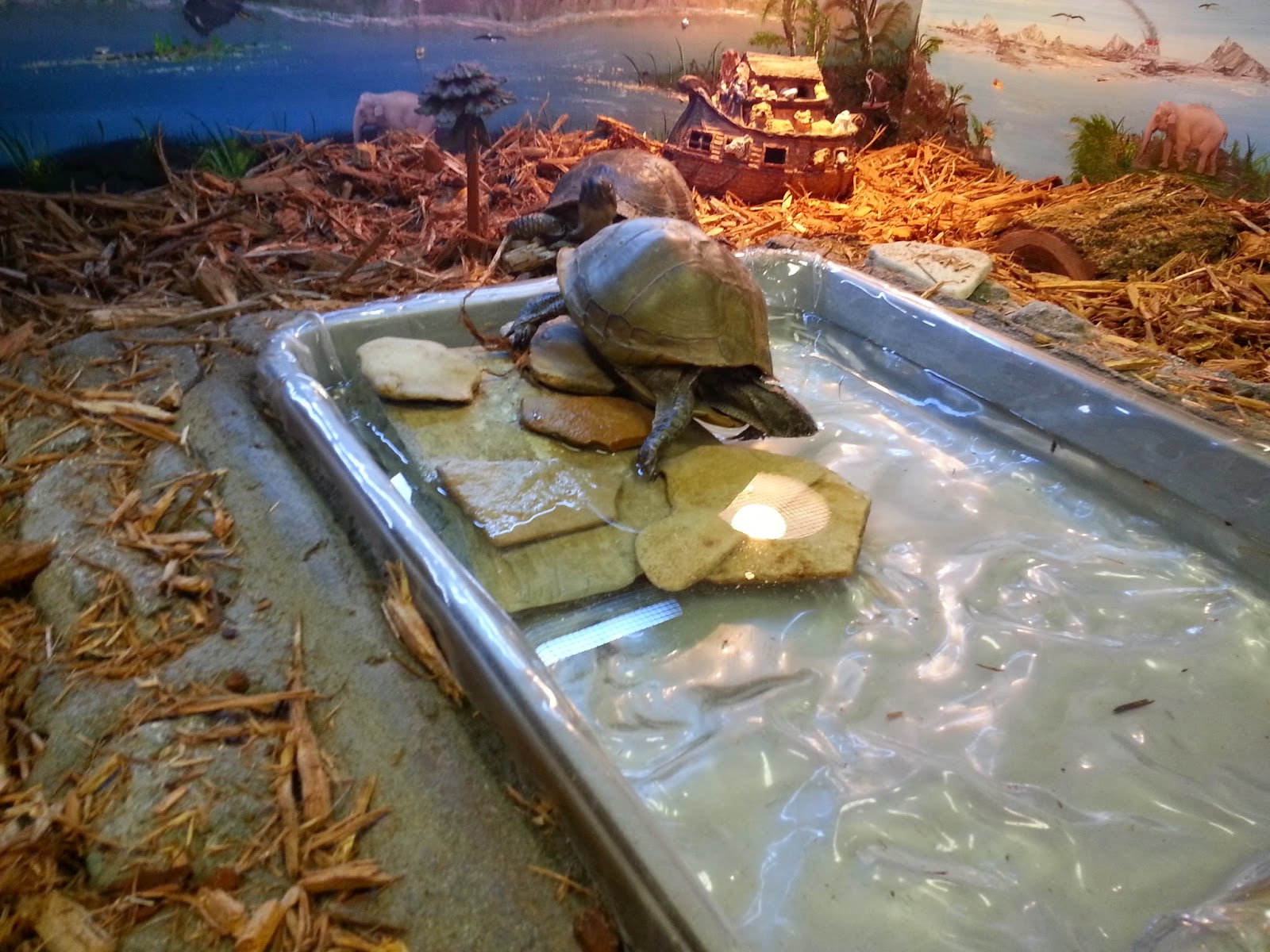 World Bird Sanctuary: New Box Turtle Exhibit