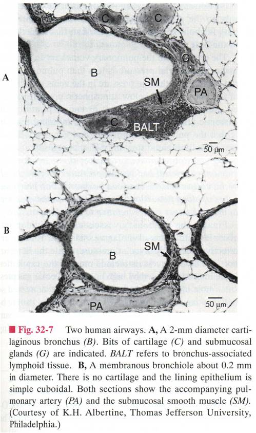 anatomical, physiological and alveoli dead space anatomical, physiological and alveoli dead space