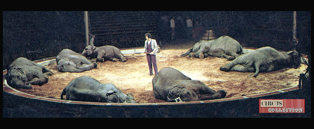 Louis Knie senior avec 7 pachydermes couché dans la sciure de la piste 