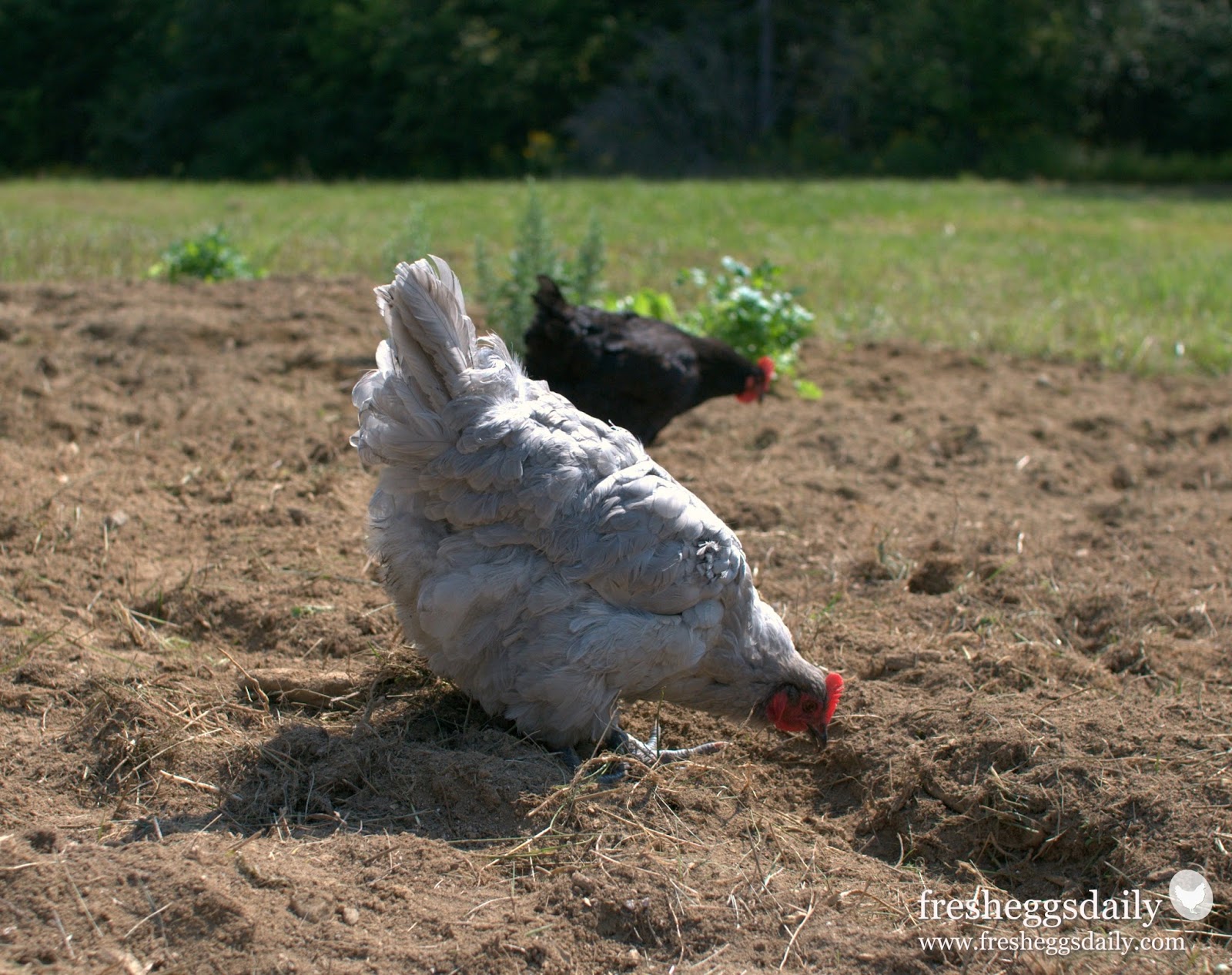 Gardening with Chickens Fresh Eggs Daily®