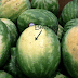 Expert Farmer Offers Excellent Advice On How To Pick The Best Fruits