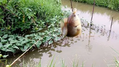 Hướng dẫn làm mồi và kỹ thuật câu cá Rô đồng Hướng dẫn làm mồi và kỹ thuật câu cá Rô đồng