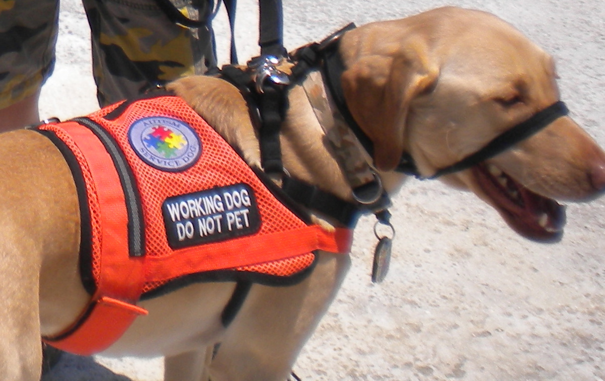 service dog vest do not pet