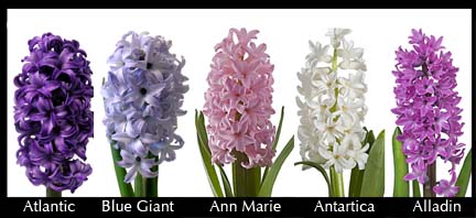 Hyacinth Varieties