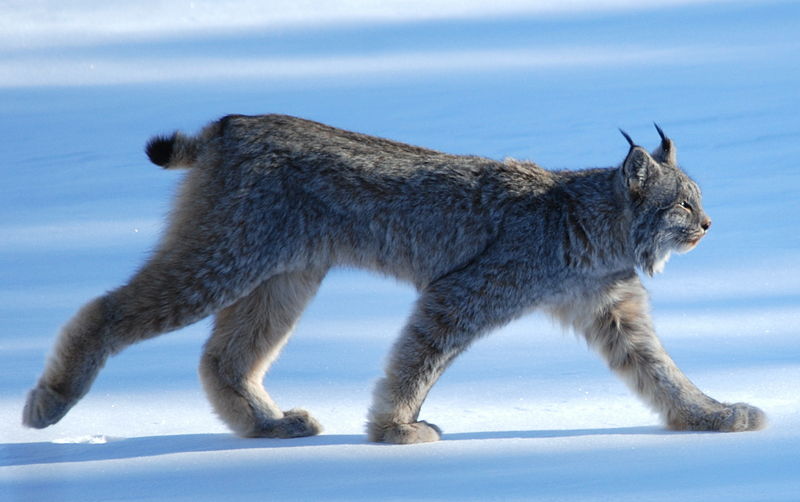 The Jungle Store The Canada Lynx