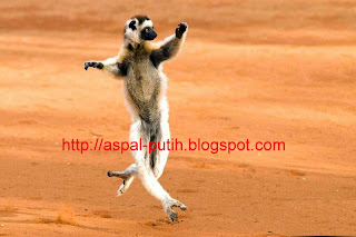 kungfu-lemur