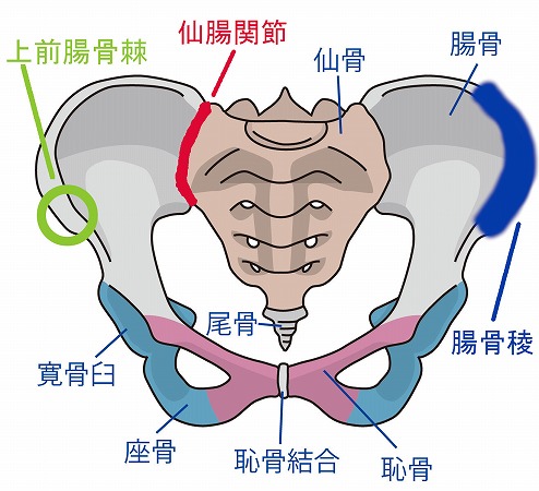 骨盤が「歪む」という誤解|手技整体院 咲蛙｜京成船橋駅から徒歩5分