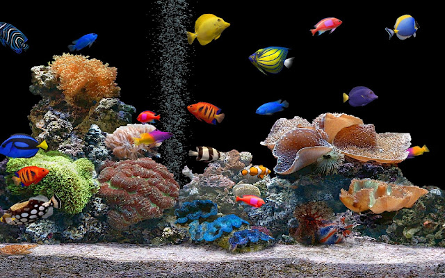 7 Jenis Ikan Air Tawar Aquarium Dengan Pesona Keindahannya