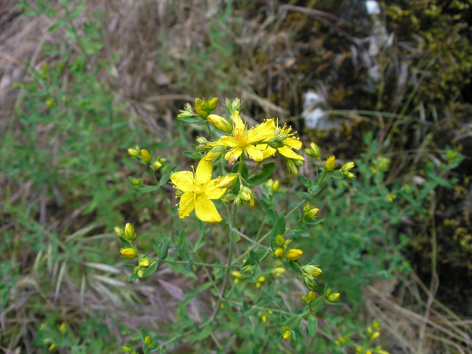 FLORA CAMPO DE MONTIEL Y ALREDEDORES: HIERBA DE SAN JUAN, HIPÉRICO ...