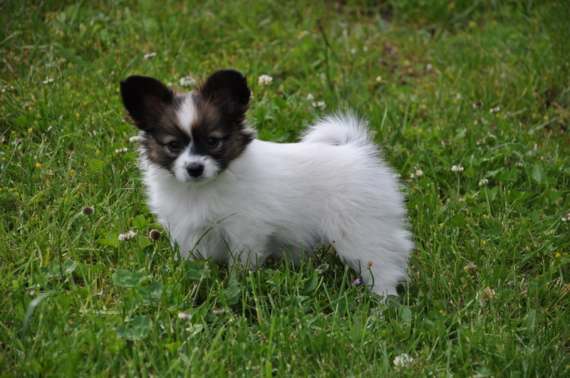 ... End Papillons : Toy Dogs, Small Dog Breeds vs Teacup, Pocket Dogs