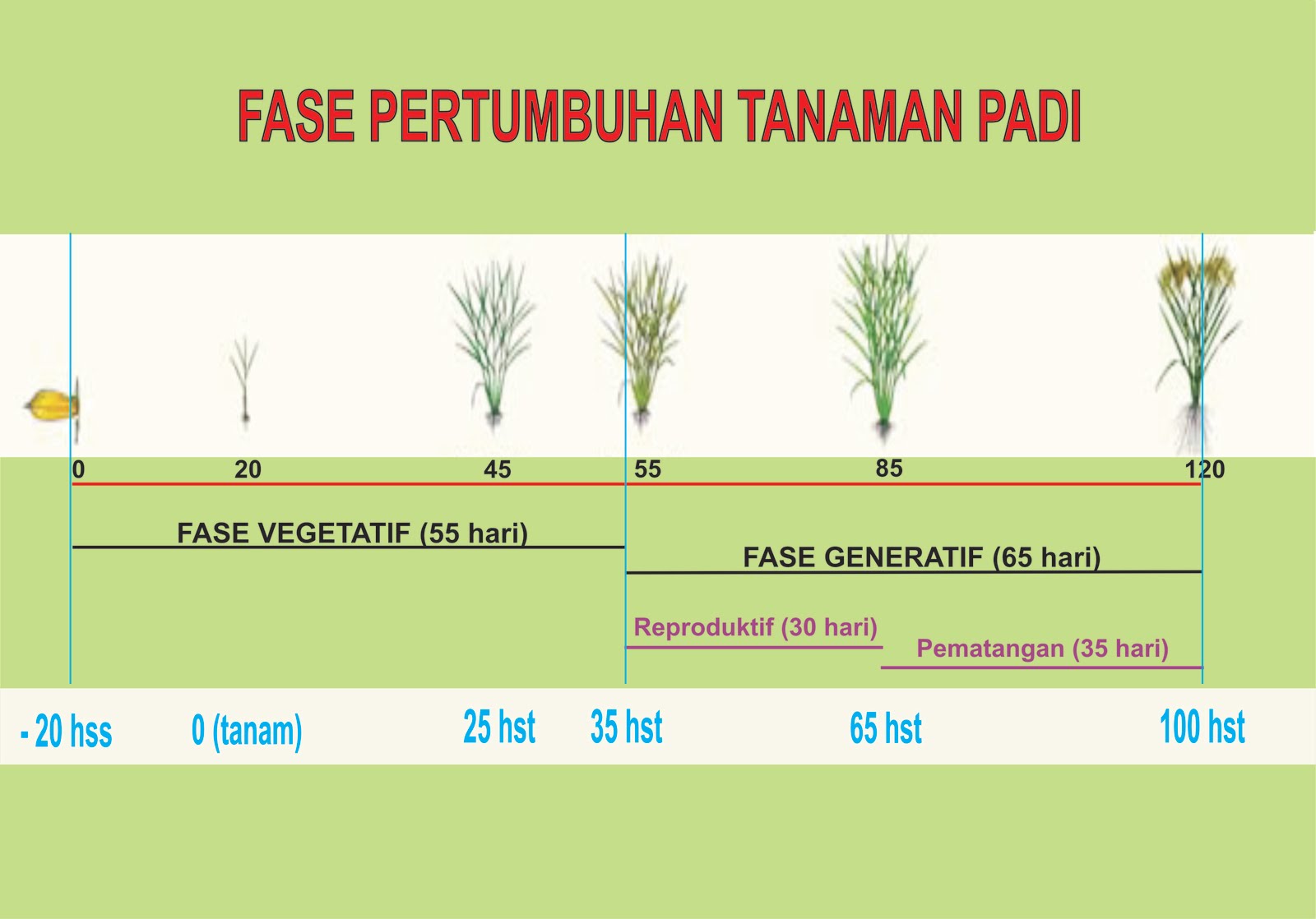 Fase Stadia Pertumbuhan Tanaman Padi Gigih Bertani Gambar Kolase Tumbuhan